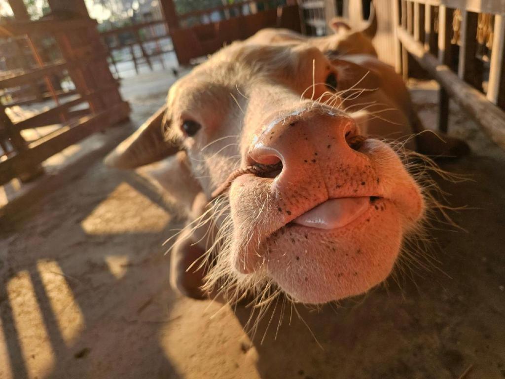 The Buffalo Amphawa Samut Songkhram Εξωτερικό φωτογραφία