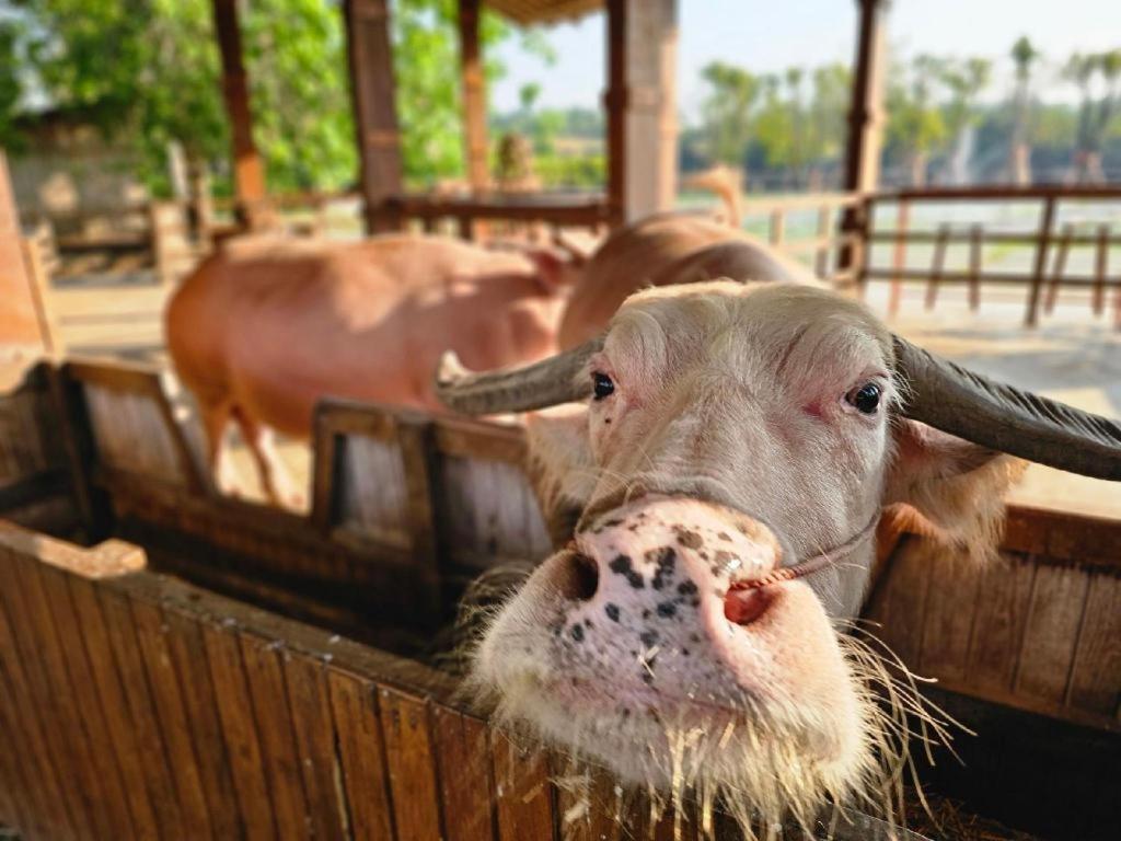 The Buffalo Amphawa Samut Songkhram Εξωτερικό φωτογραφία